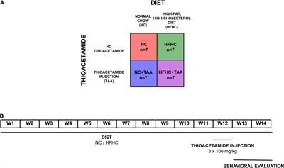 The gut–microbiota–brain changes across the liver disease spectrum